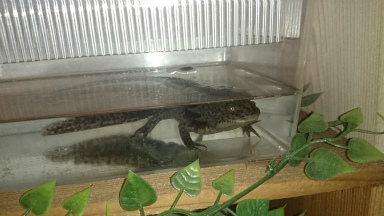 ウーパールーパー