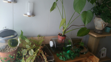 植物